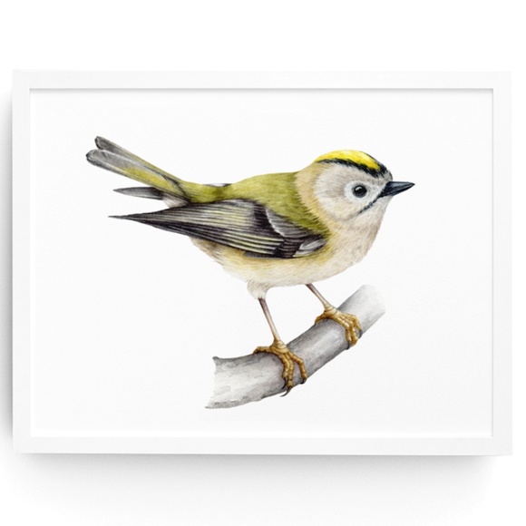 Other - Yellow Crowned Kinglet Bird Wall Art Watercolor Illustration Print Unframed